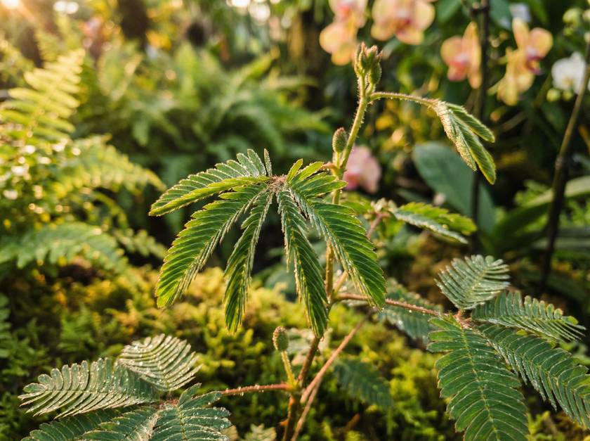 黄色仓库含羞草视频
